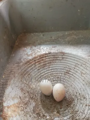 ডিম পাড়া কোকাটেল পাখি