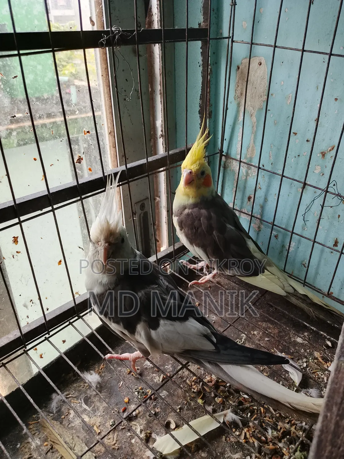 ডিম পাড়া কোকাটেল পাখি