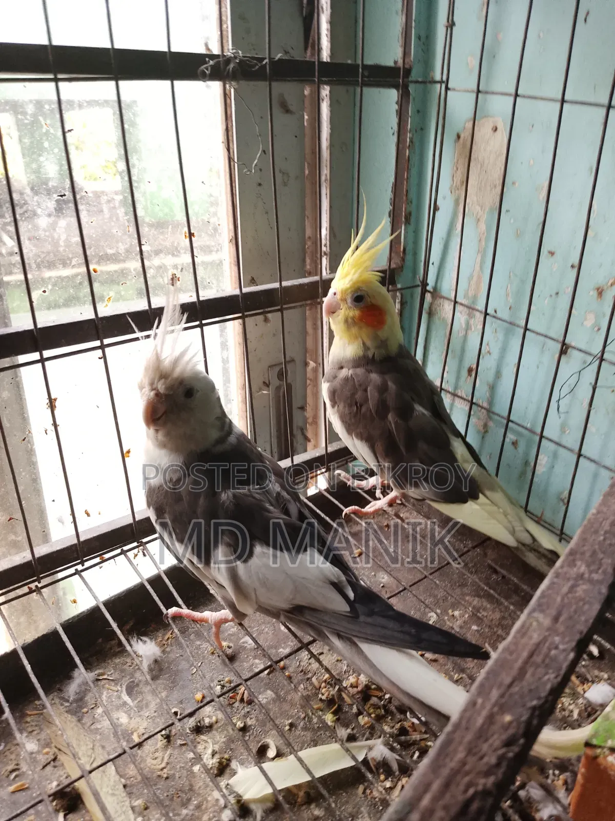 ডিম পাড়া কোকাটেল পাখি