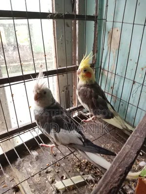 ডিম পাড়া কোকাটেল পাখি
