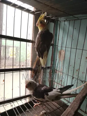 ডিম পাড়া কোকাটেল পাখি
