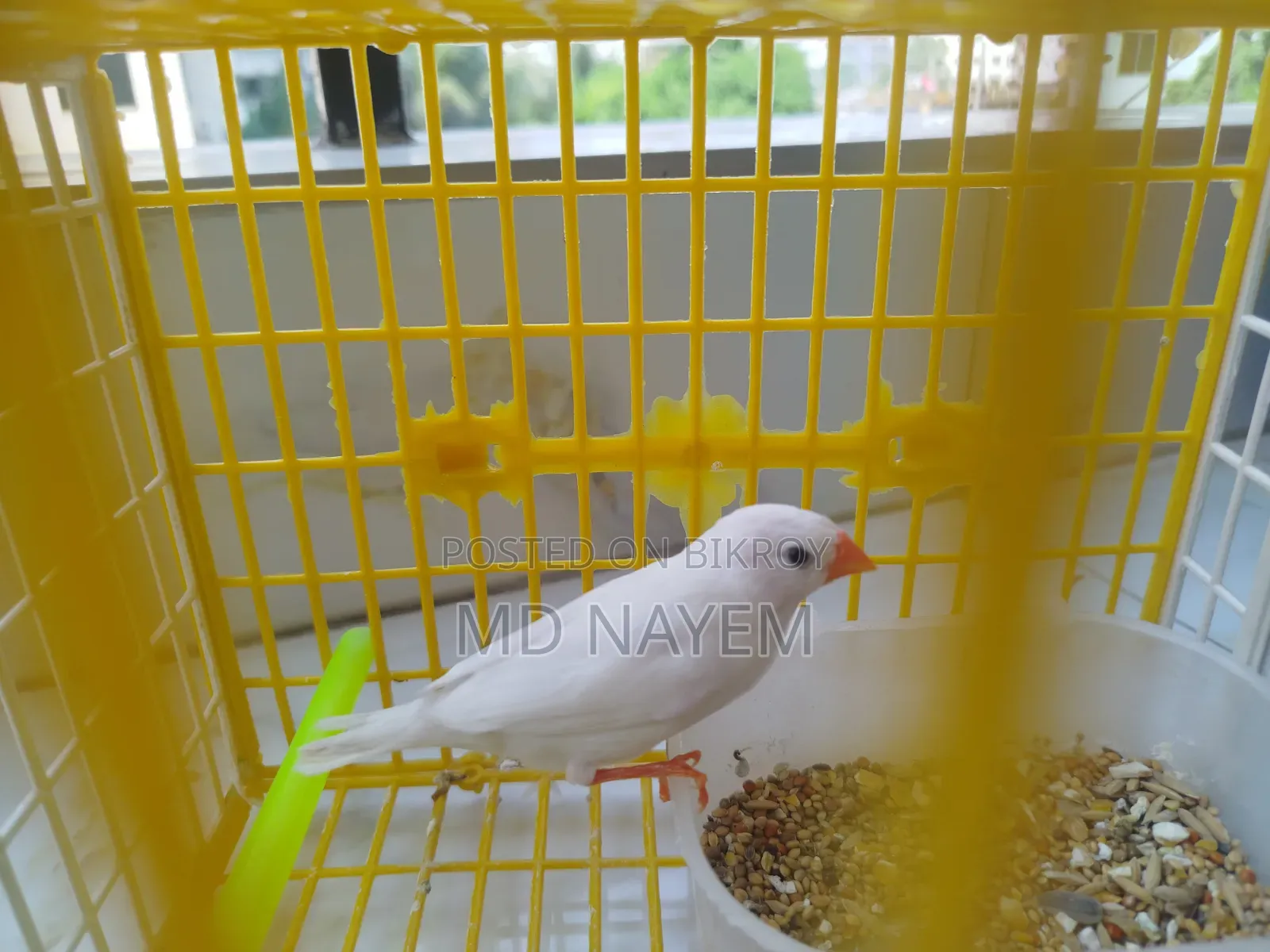 Pure White Fancy Bird