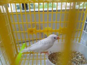 পিওর হোয়াইট ফেন্সি বার্ড