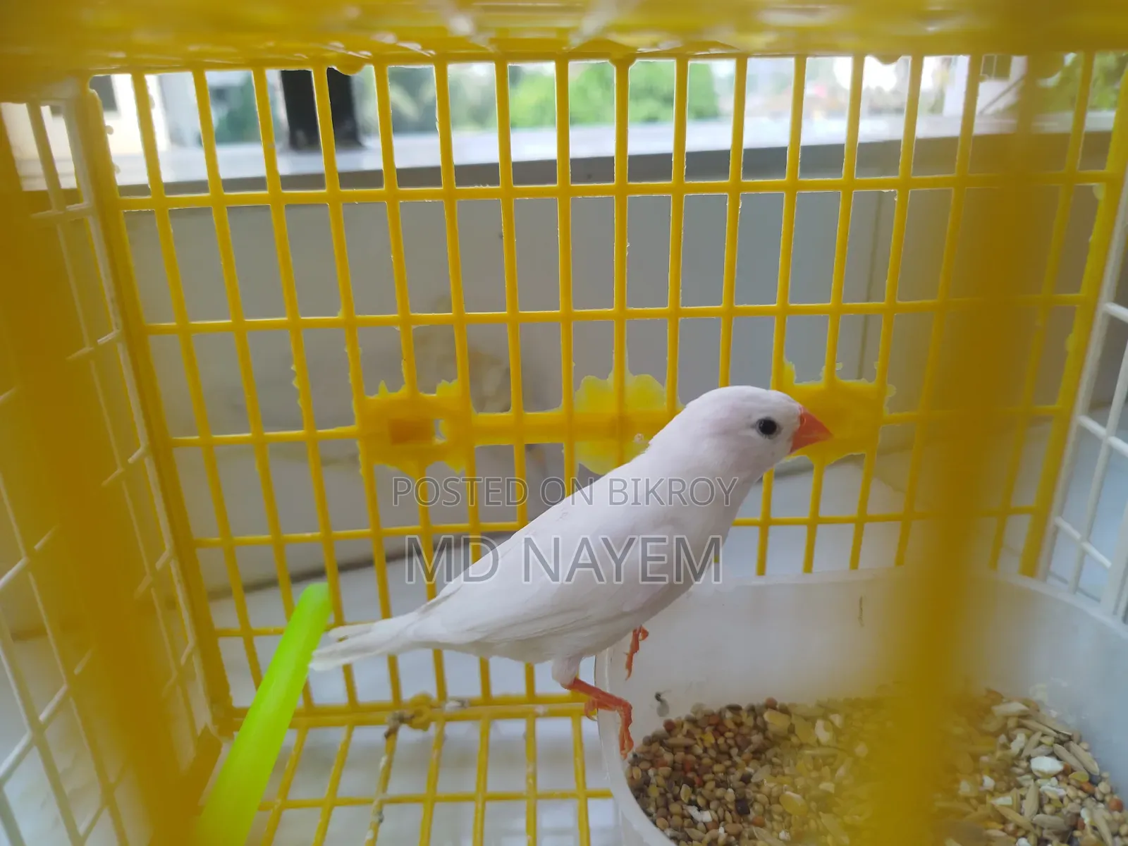 Pure White Fancy Bird