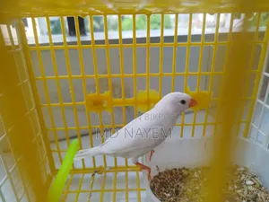 Pure White Fancy Bird