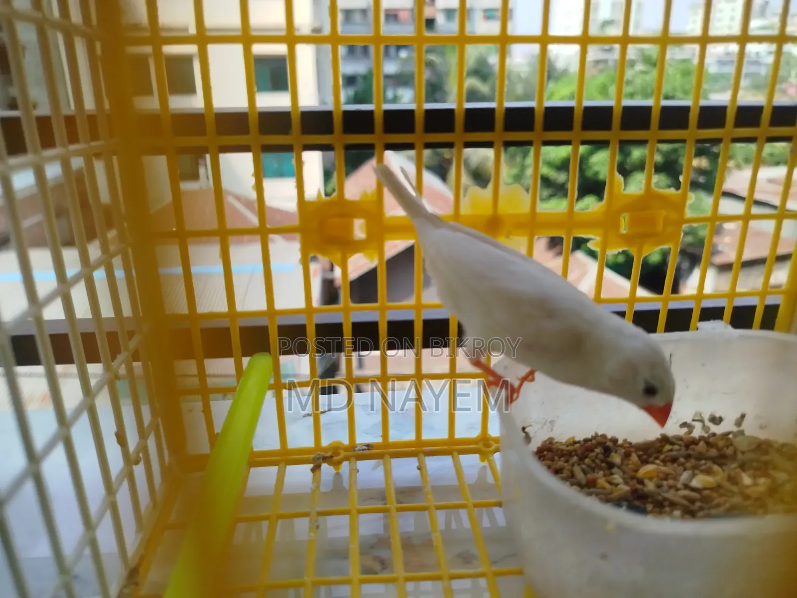 Pure White Fancy Bird