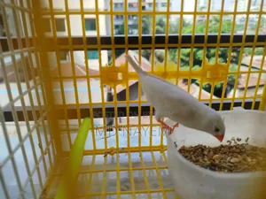 Pure White Fancy Bird