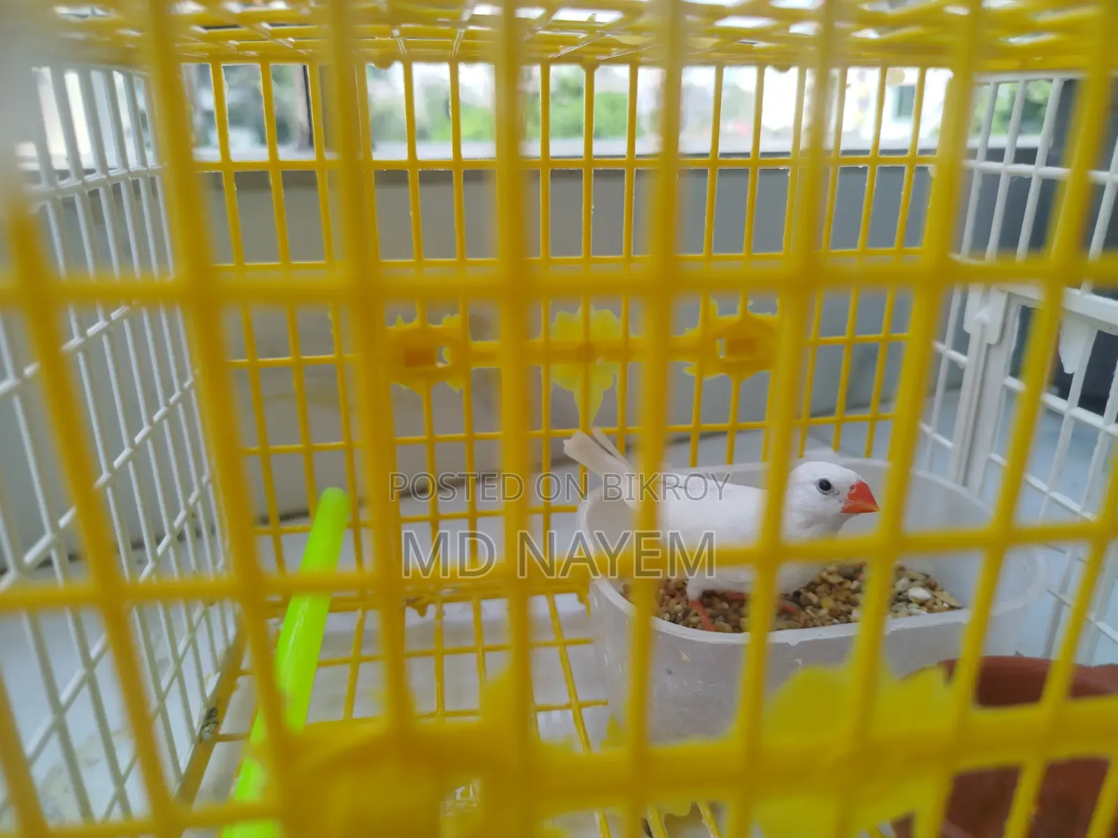 Pure White Fancy Bird