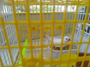Pure White Fancy Bird