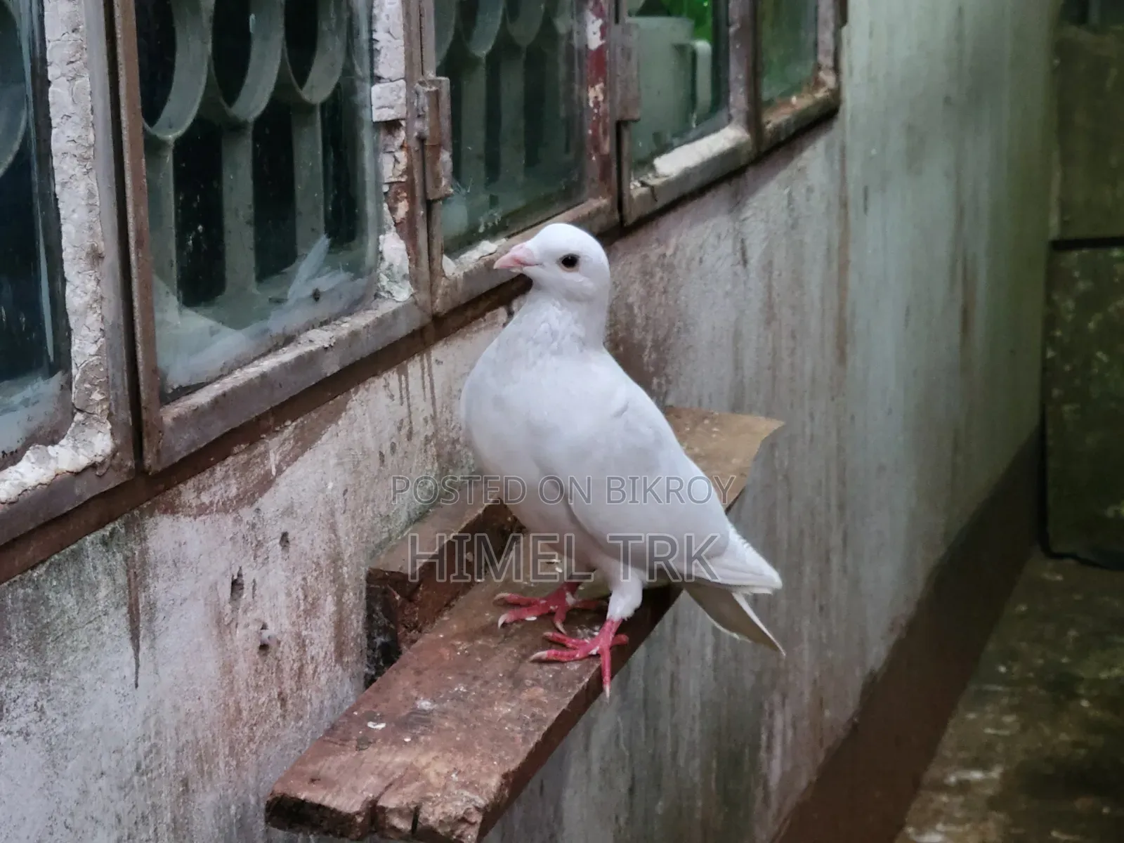 Running Pigeon