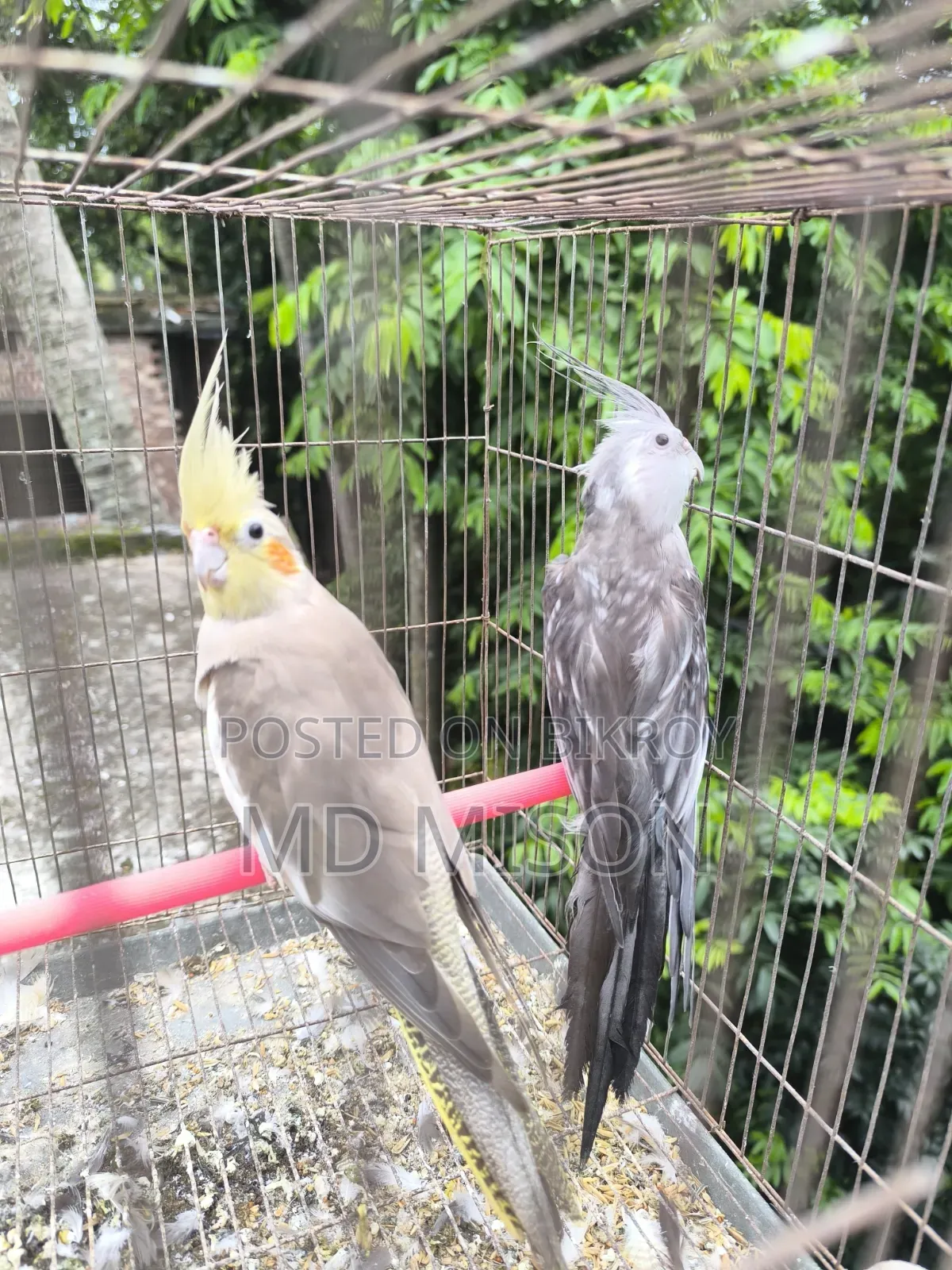 রানিং জোড়া হোয়াইট ফেসের ককাটেল পাখি বিক্রিয় করা হবে