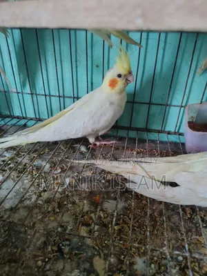 ককাটিয়েল পাখি