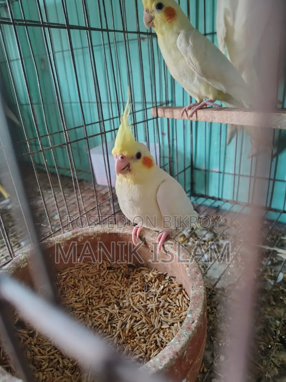 Cockatiel Birds