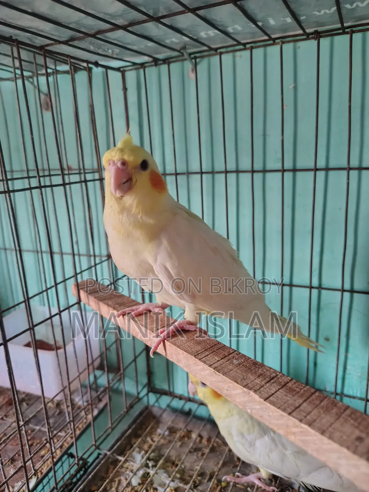 Cockatiel Birds