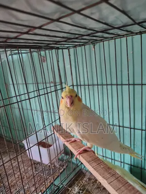 Cockatiel Birds