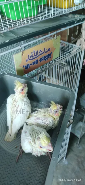 Cockatiel Bird কোকাটেল পাখি