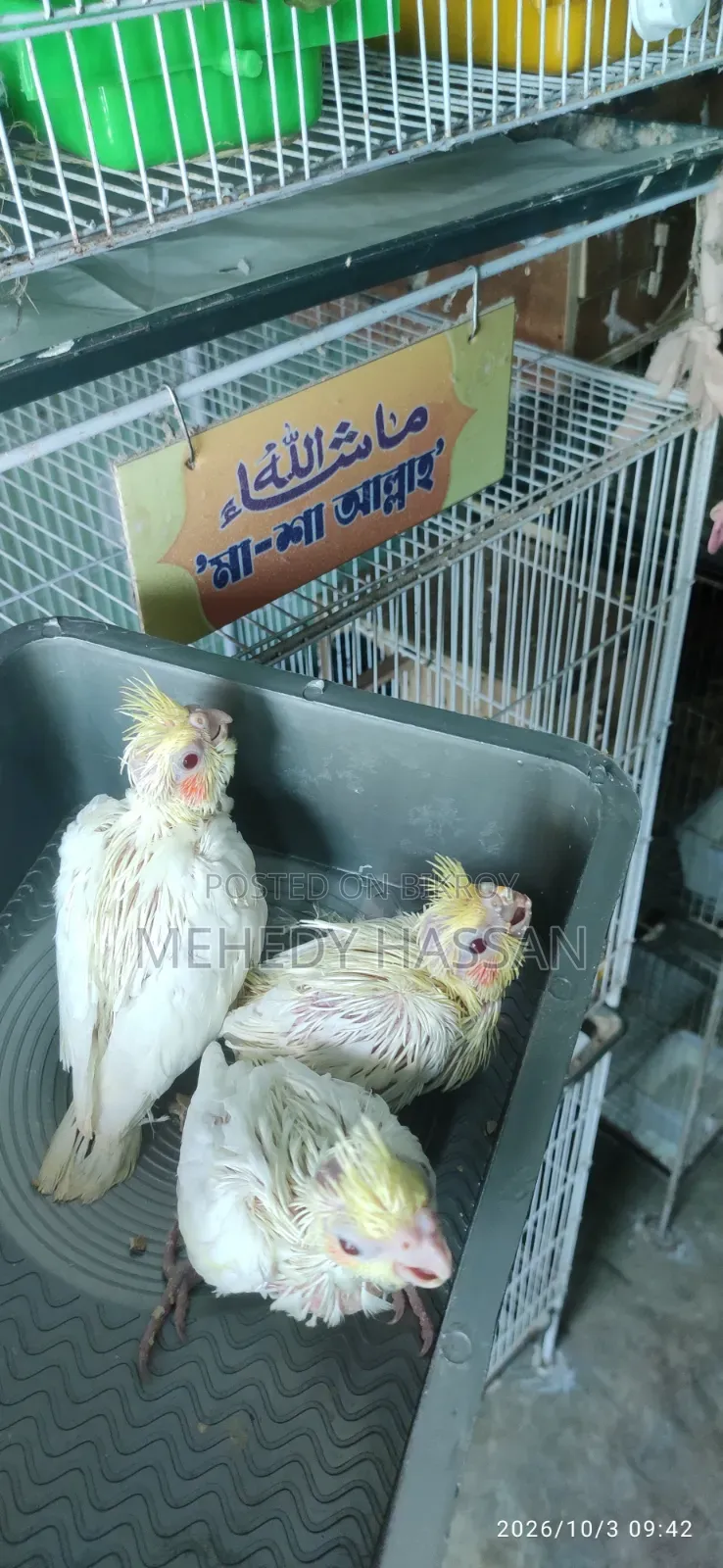 ককাটেল বার্ড কোকাটেল পাখি
