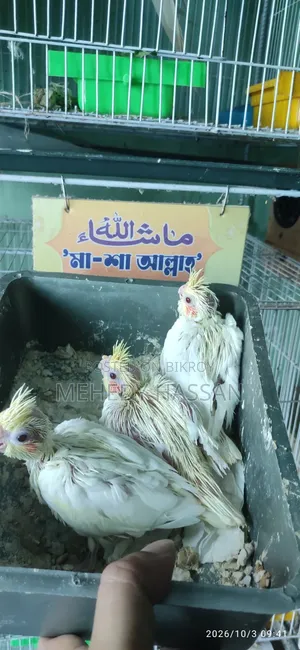 ককাটেল বার্ড কোকাটেল পাখি