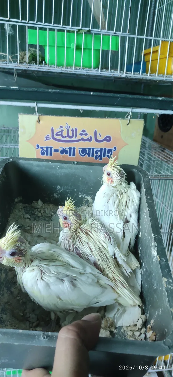 ককাটেল বার্ড কোকাটেল পাখি