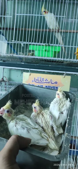 ককাটেল বার্ড কোকাটেল পাখি