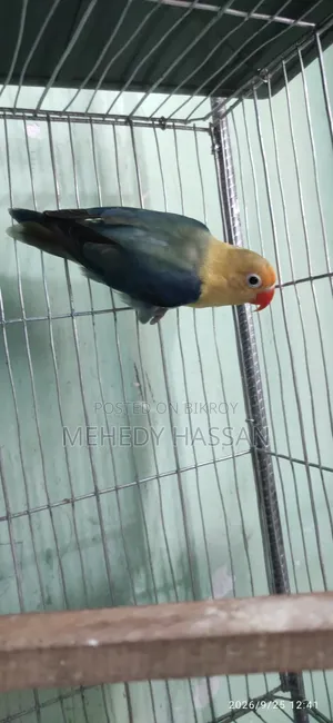 Love Bird লাভ বাড পাখি