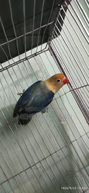 লাভ বার্ড পাখি