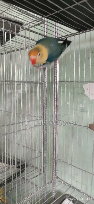 লাভ বার্ড পাখি