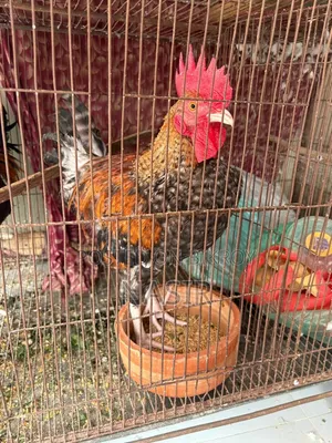 দেশি হোমব্রিড ২টি মোরগ বিক্রি হবে