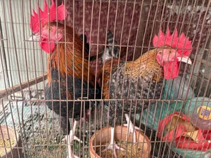দেশি হোমব্রিড ২টি মোরগ বিক্রি হবে