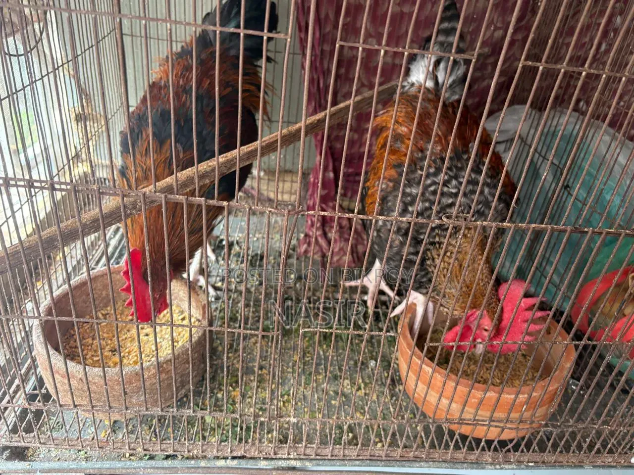 দেশি হোমব্রিড ২টি মোরগ বিক্রি হবে