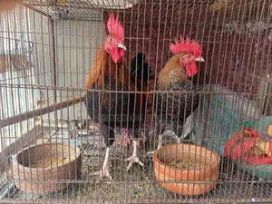 দেশি হোমব্রিড ২টি মোরগ বিক্রি হবে