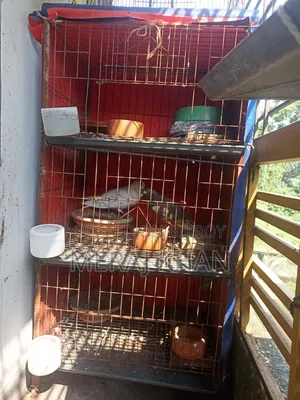কবুতরের খাঁচা (৩ খোপ বিশিষ্ট)