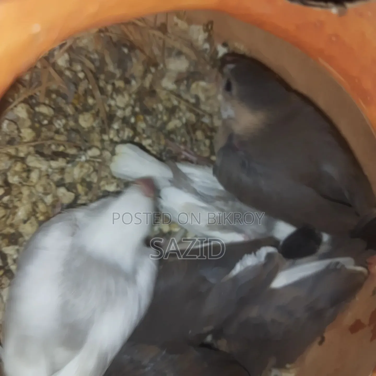 লাভবার্ড এবং জাভা টেম সাইজ বেবি