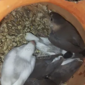 লাভবার্ড এবং জাভা টেম সাইজ বেবি