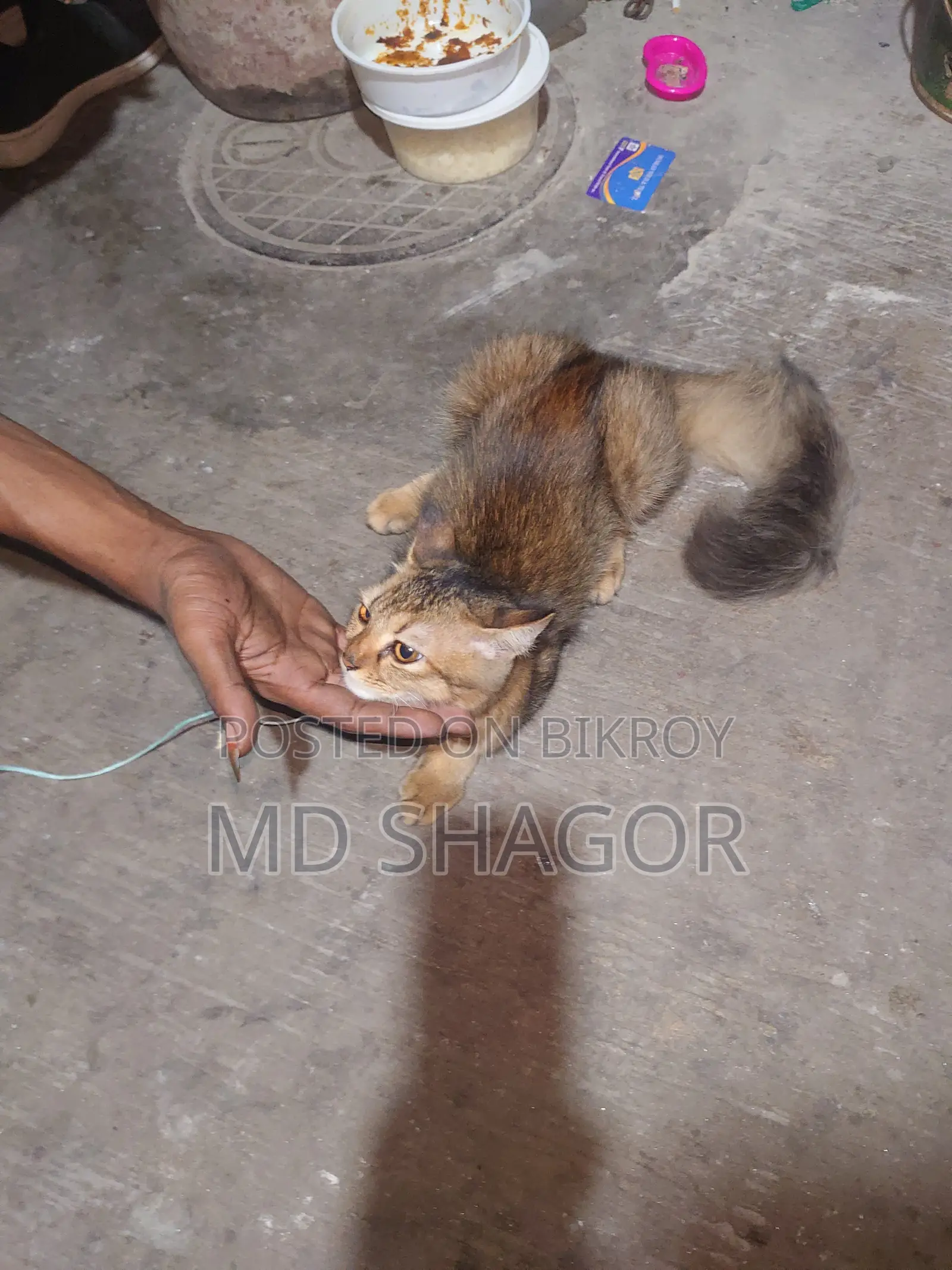 ৬-১২ মাস পুরুষ পিউরব্রেড পার্সিয়ান