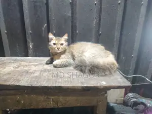 ৬-১২ মাস পুরুষ পিউরব্রেড পার্সিয়ান