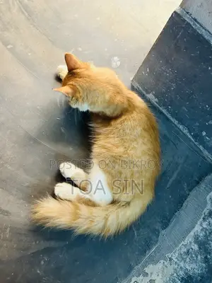 ১-৩ মাসের নর পিওরব্রেড পার্সিয়ান