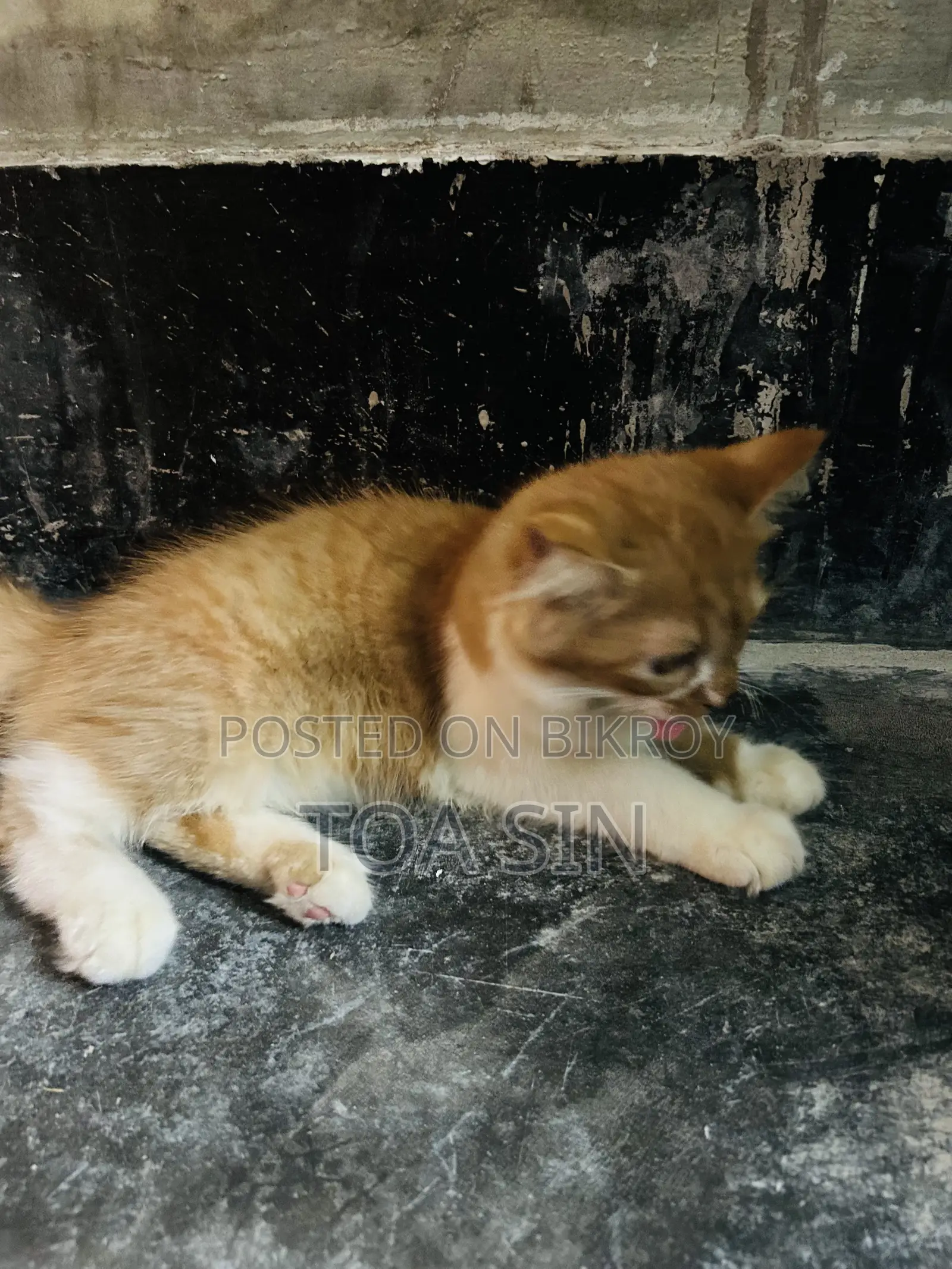 ১-৩ মাসের নর পিওরব্রেড পার্সিয়ান