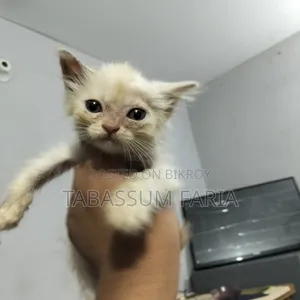 0-1 Month Female Mixed Breed Persian