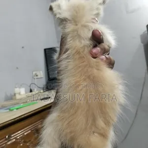 0-1 Month Female Mixed Breed Persian