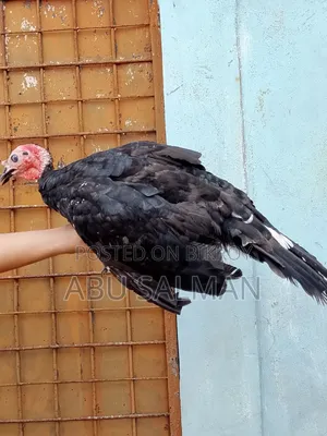 টার্কি মুরগি বিক্রি হবে