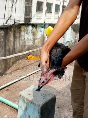 টার্কি মুরগি বিক্রি হবে