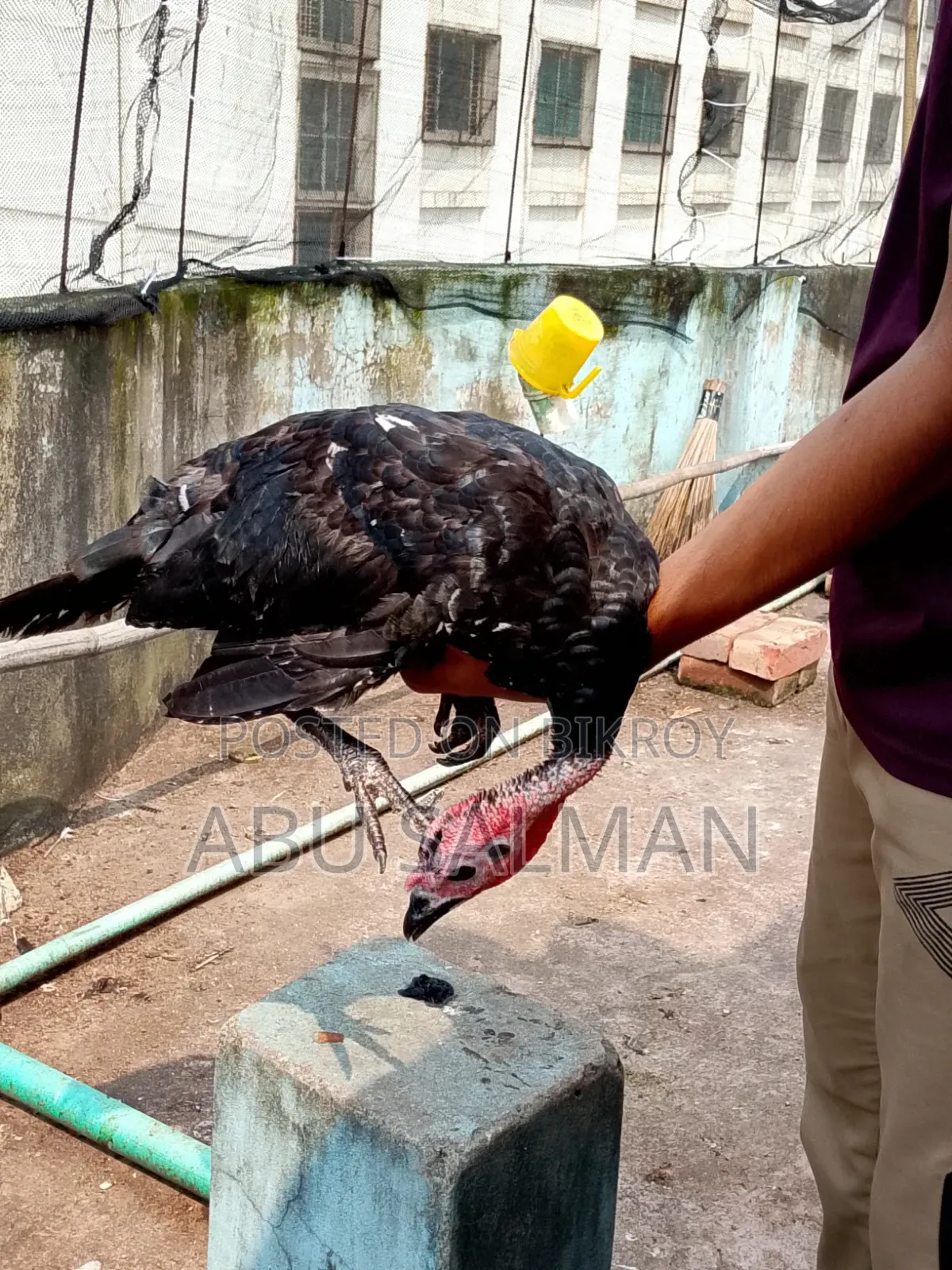 টার্কি মুরগি বিক্রি হবে