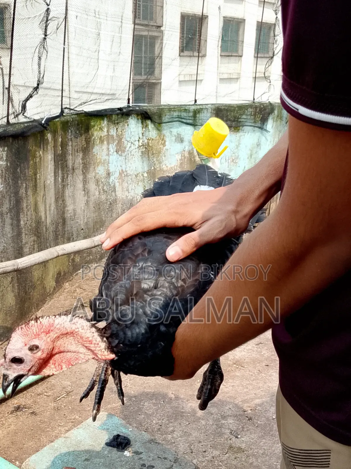 টার্কি মুরগি বিক্রি হবে