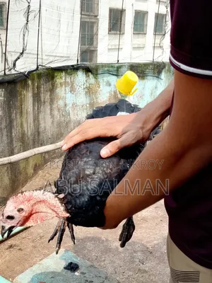 টার্কি মুরগি বিক্রি হবে