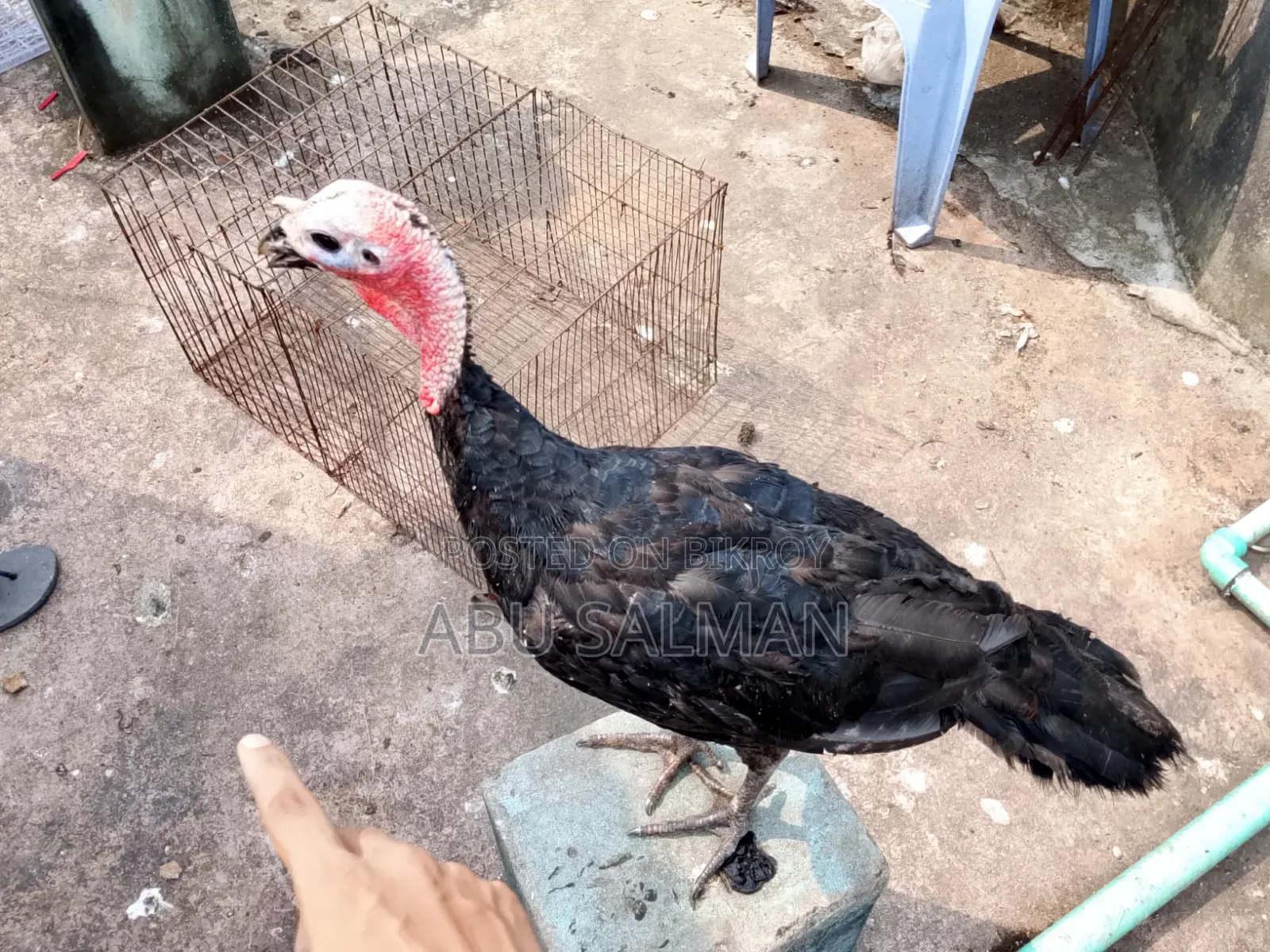 টার্কি মুরগি বিক্রি হবে