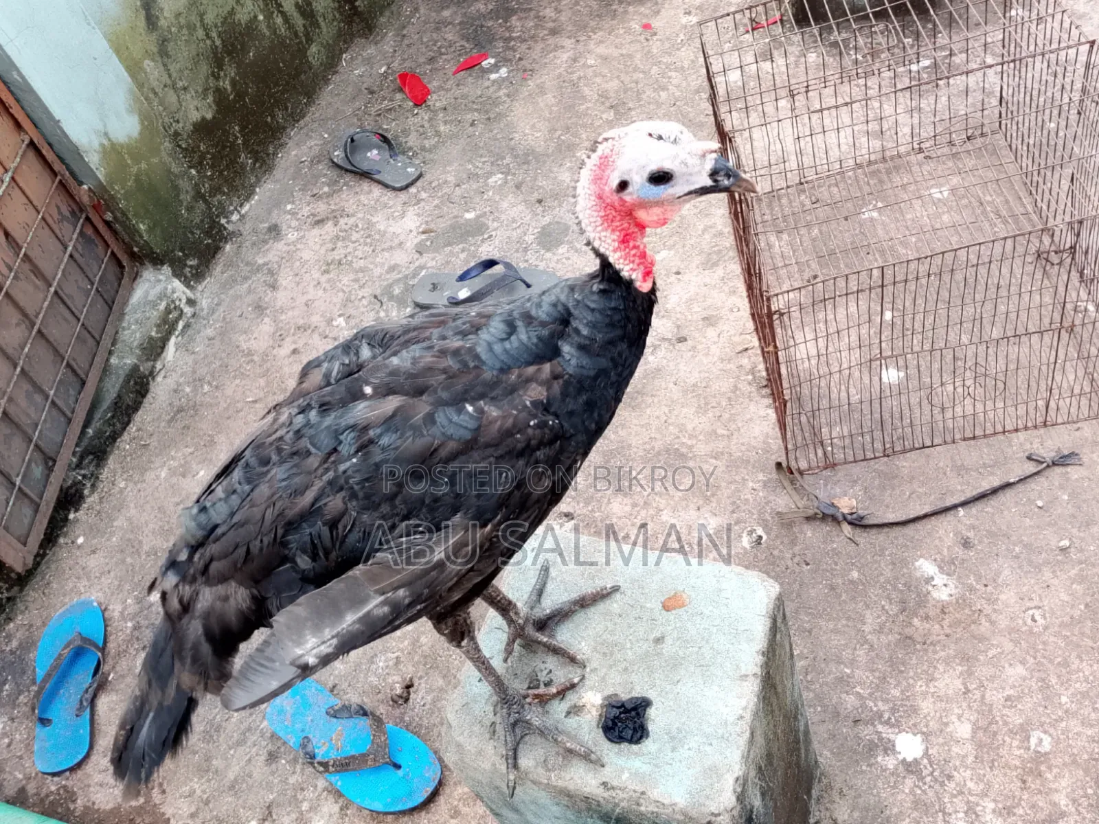 টার্কি মুরগি বিক্রি হবে