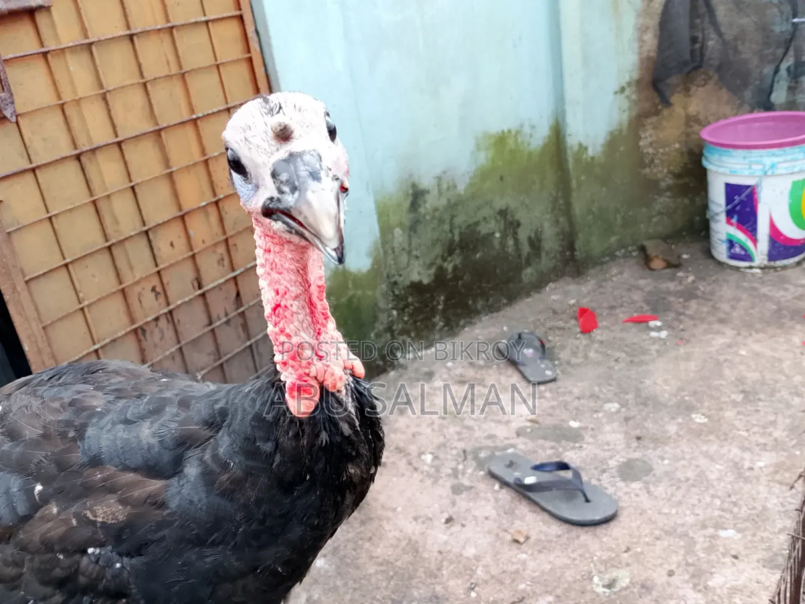 টার্কি মুরগি বিক্রি হবে