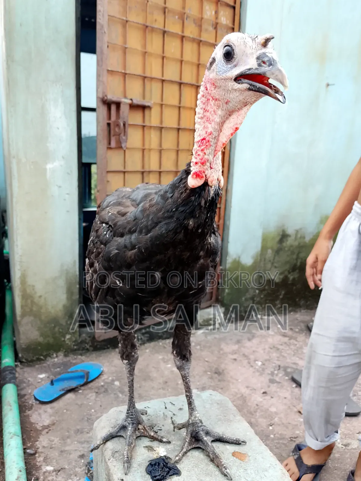 টার্কি মুরগি বিক্রি হবে