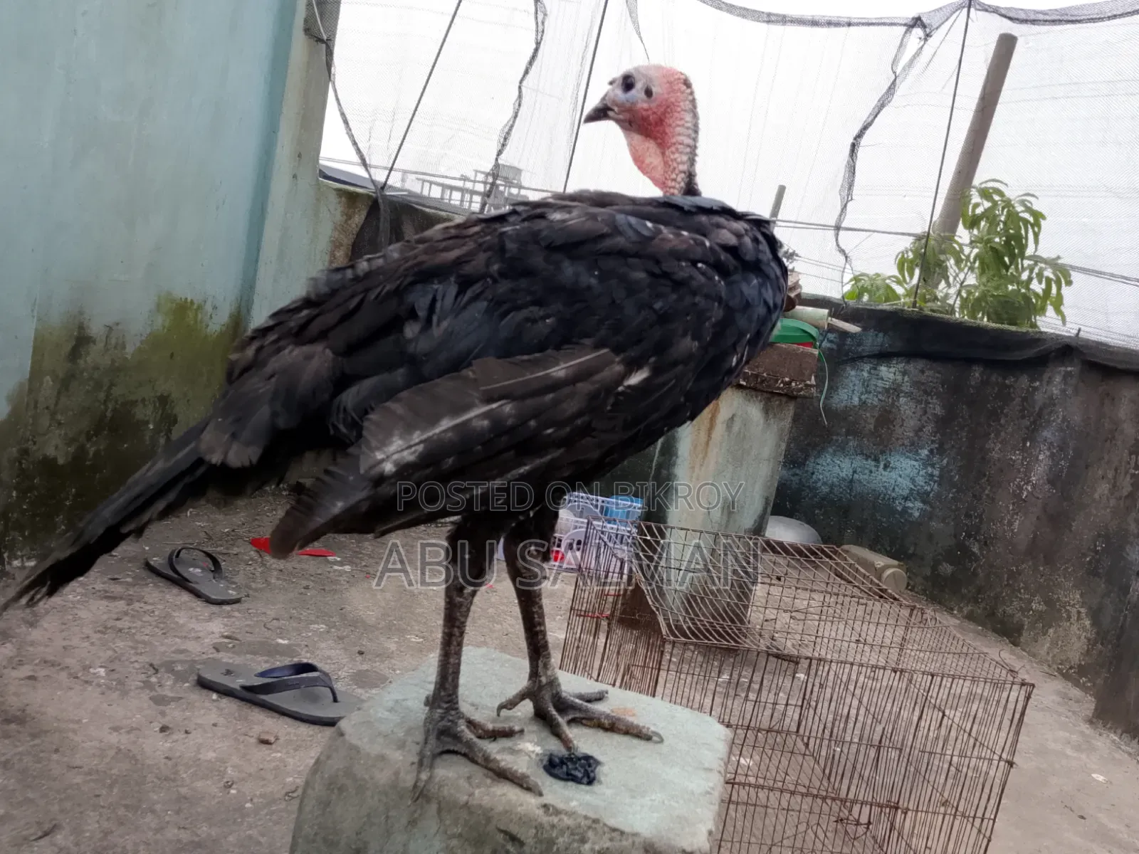 টার্কি মুরগি বিক্রি হবে